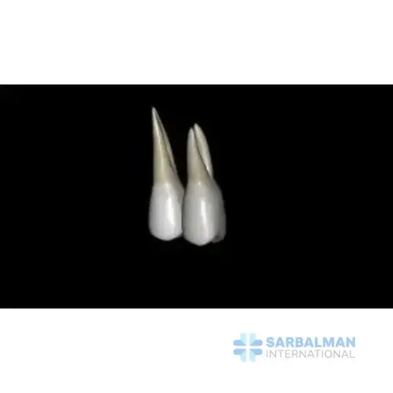 Maxillary Anteriors and Premolars