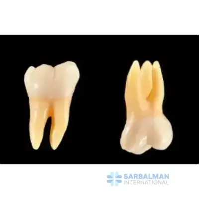 Maxillary Third Molar